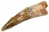 Fossil Spinosaurus Tooth - Real Dinosaur Tooth #326206-1